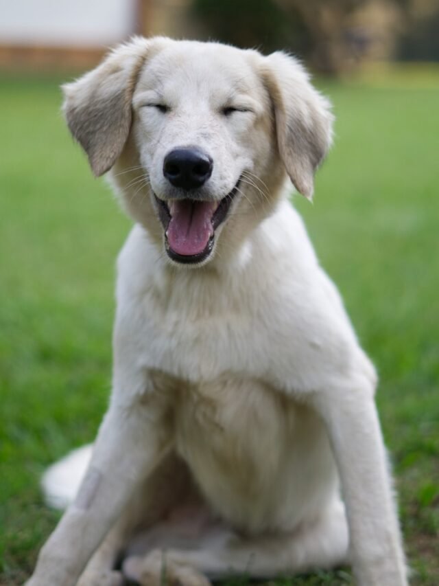 Top 7 Mountain Dog Breeds