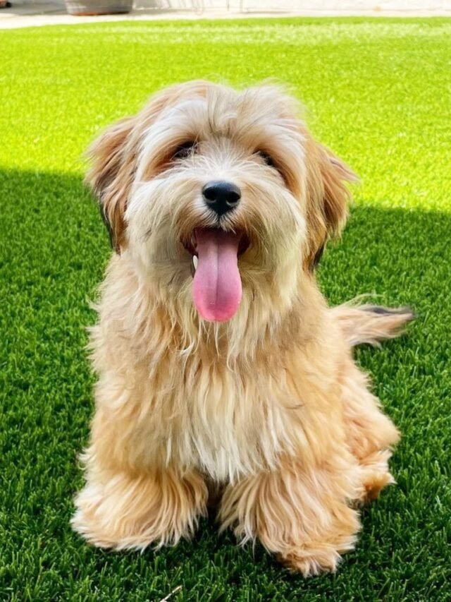 Havanese (2)