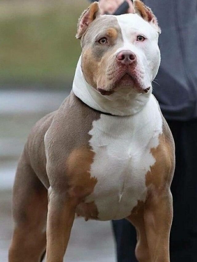 Pitbull mmm