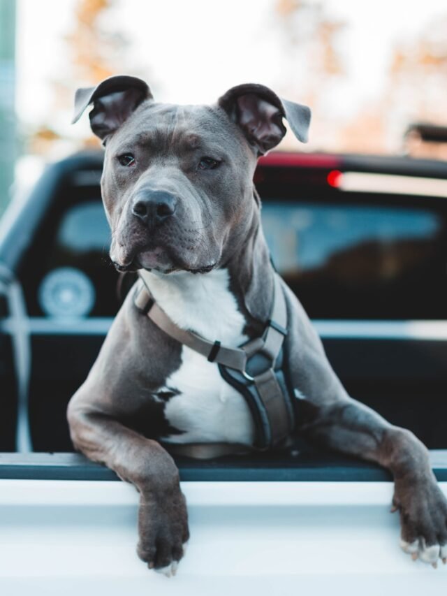 black and white american pitbull terrier puppy