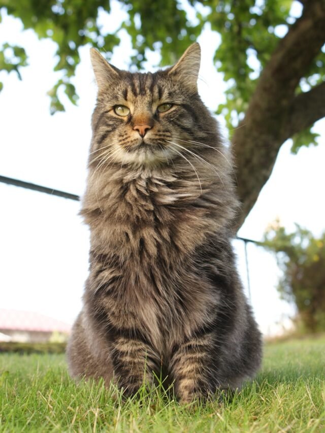 Maine Coon