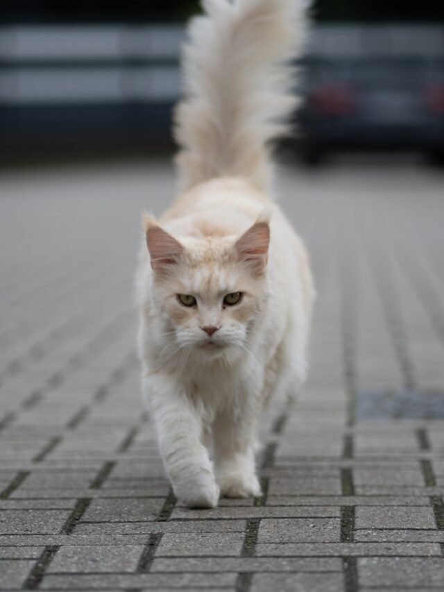 Maine Coon