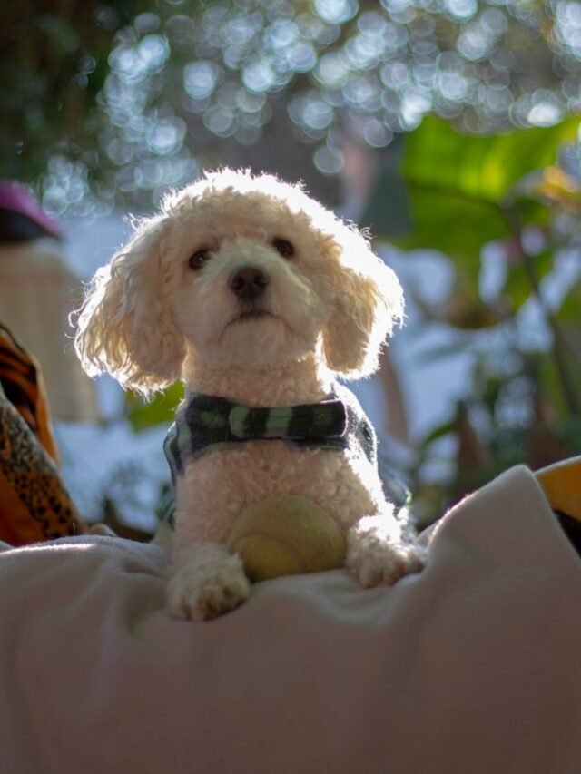 long-coat white dog on grey textile