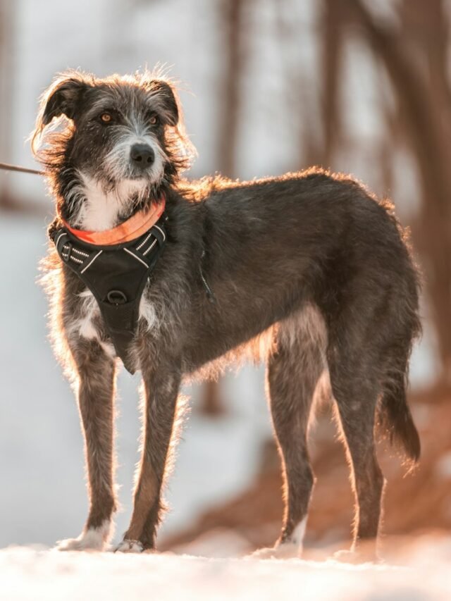 7 Giant Dog Breeds That Make Great Pets
