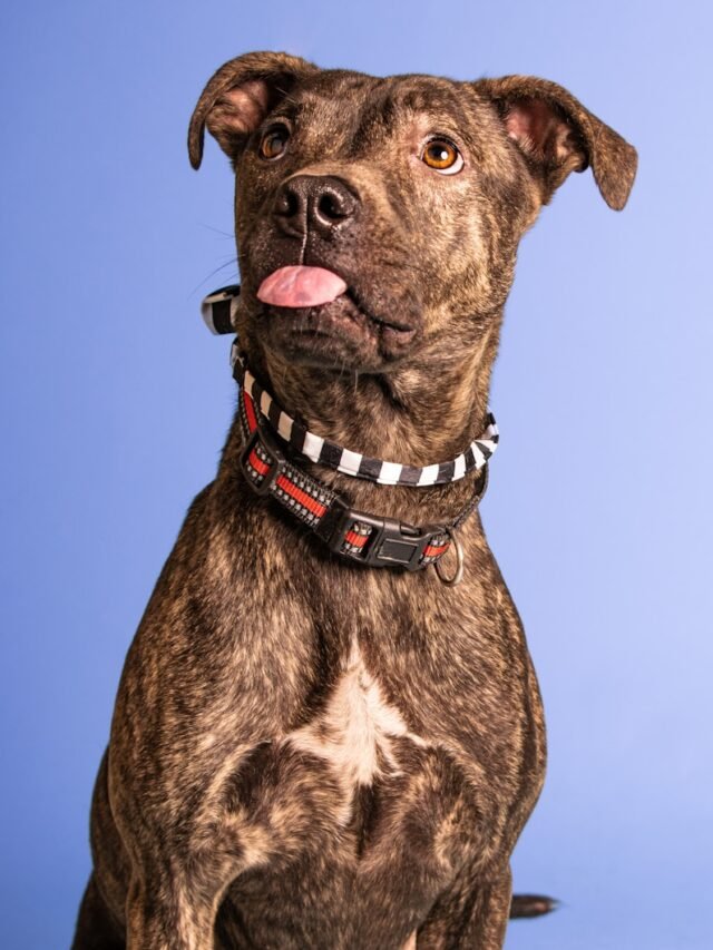 8 Dog Breeds Most Similiar to Pit Bulls