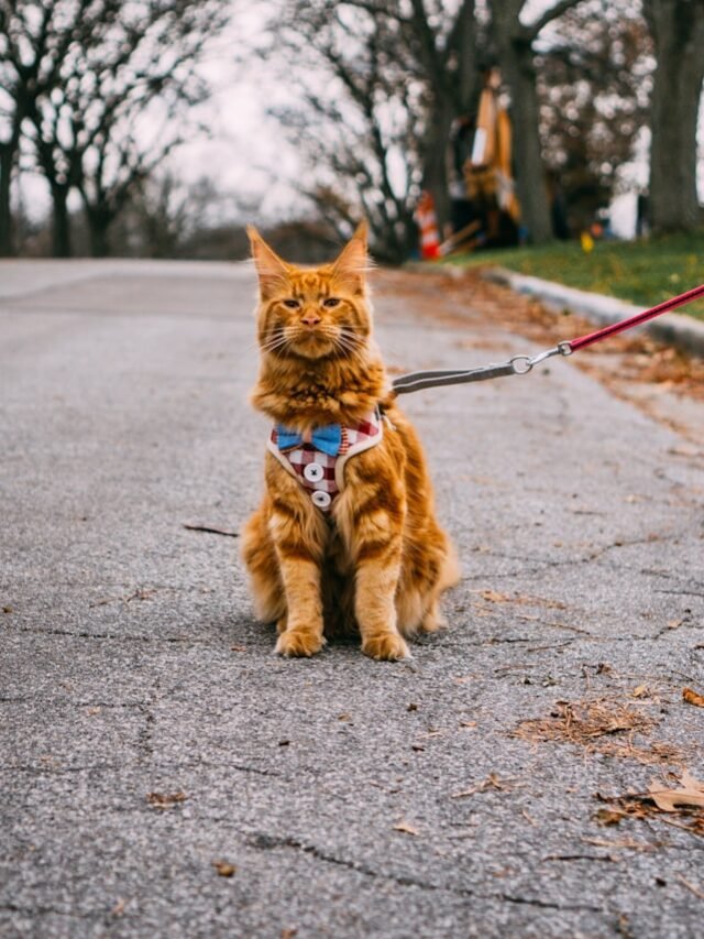 Maine Coon