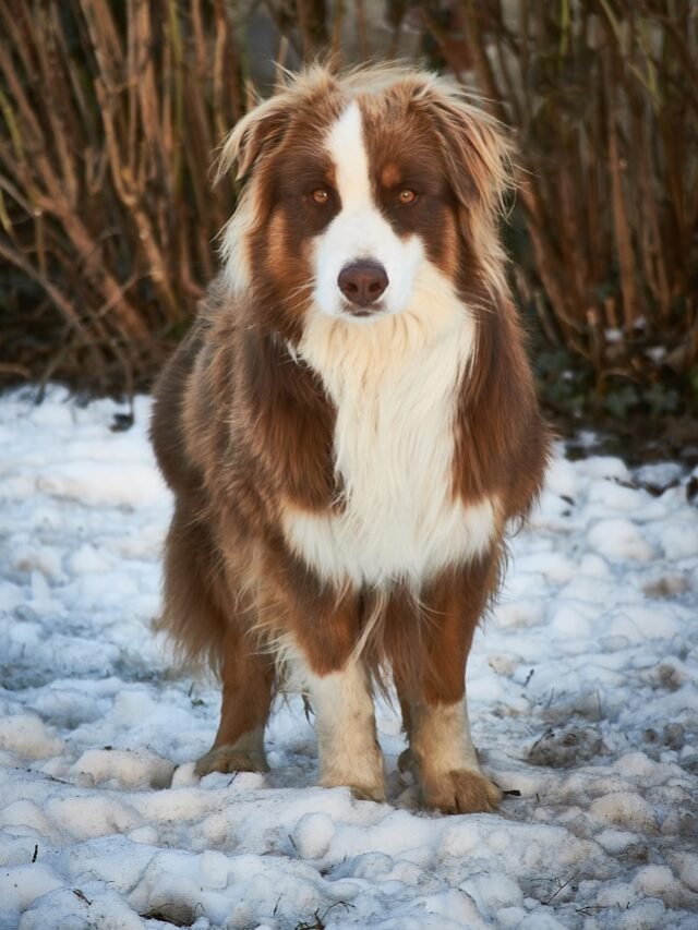 a brown and white dog standing in the snow