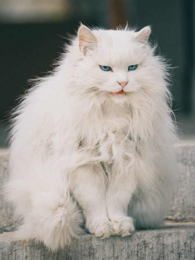 Top 8 Most lazy and Annoying Cat Breeds in USA