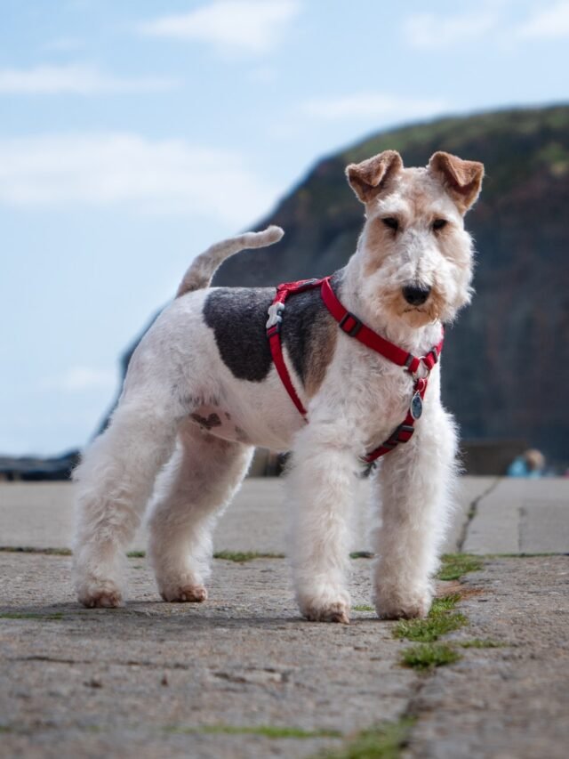 a small white dog wearing a red harness