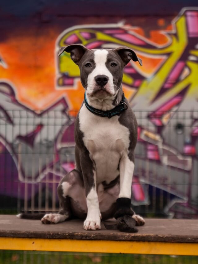 8 Dog Breeds Most Commonly Mistaken for Pit Bulls