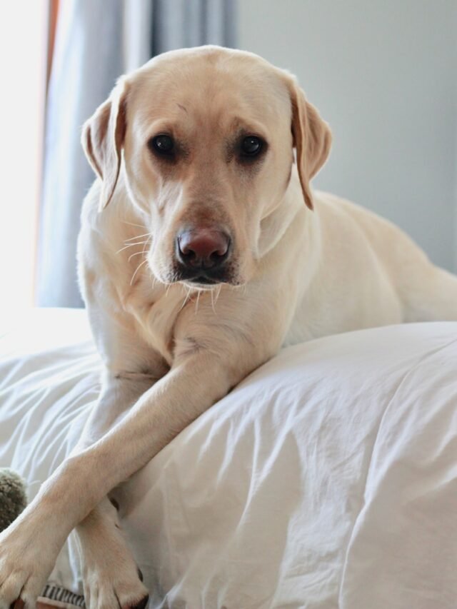 Labrador Retriever