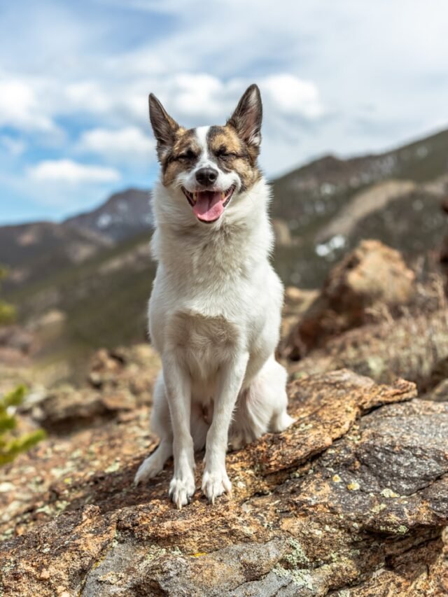 7 Indicators That Your Dog Views You as Their Primary Caregiver