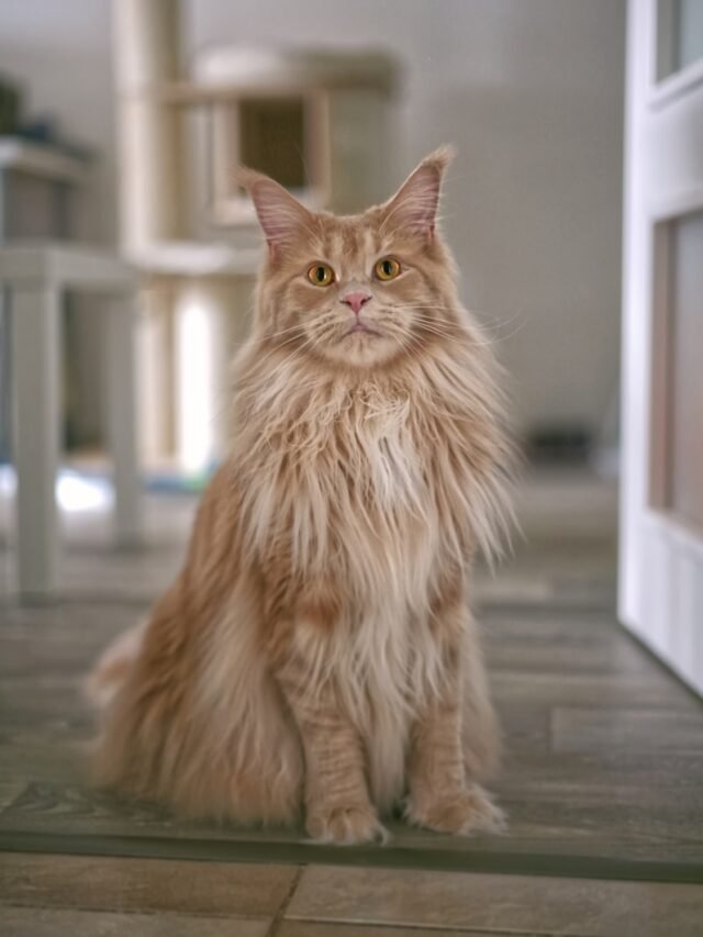 Maine Coon Gutt Agent Cooper