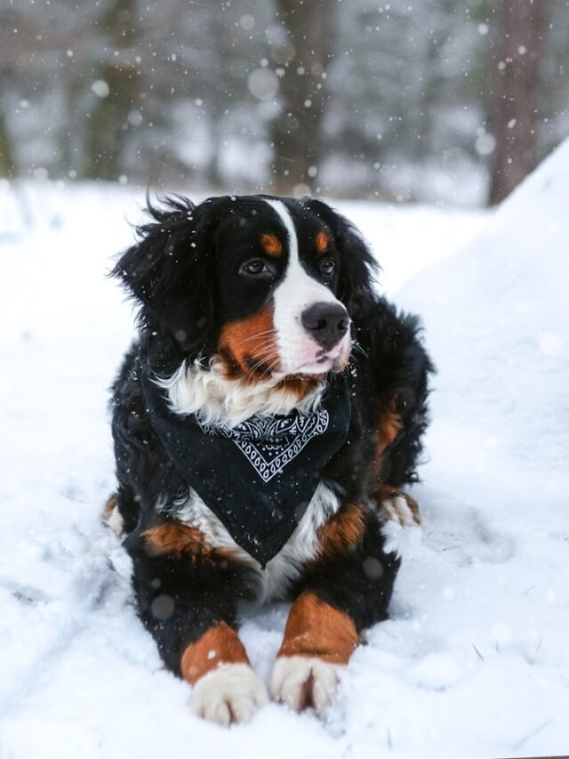 Bernese Mountain