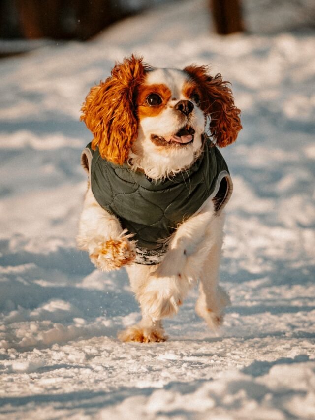 The Top 10 High Dog Breeds to Own for the First Time in USA